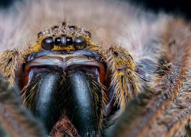 Retrato de una araña en primer plano