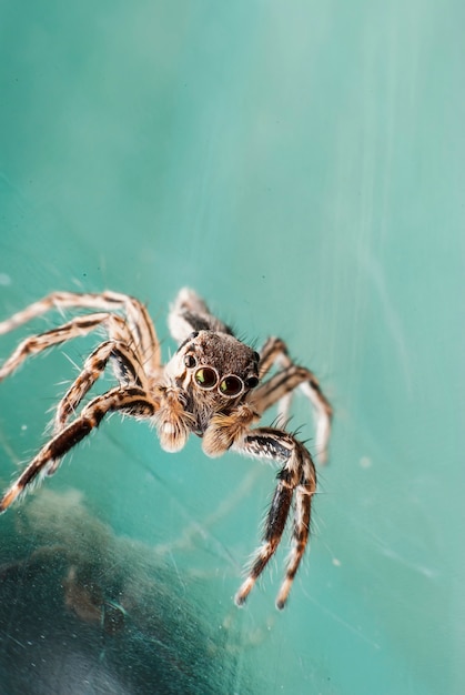 Retrato de araña super macro