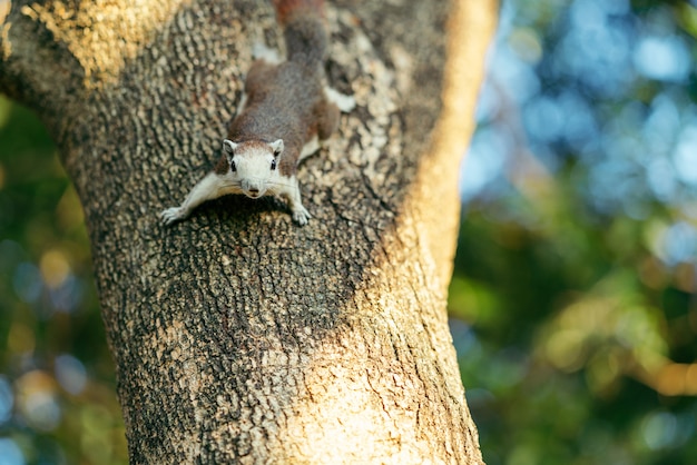 Retrato de la ardilla marrón mullida alerta de peligro en el tronco del árbol en el parque. Conceptos de vida silvestre. Fotografía de animales salvajes jugando con el fotógrafo y posando. Luz natural