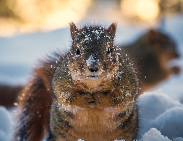 Retrato de una ardilla en primer plano en invierno