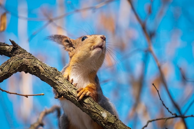 Retrato de una ardilla roja contra el cielo azul en primavera