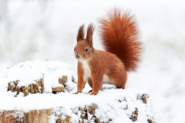 Foto retrato de ardilla sobre nieve blanca