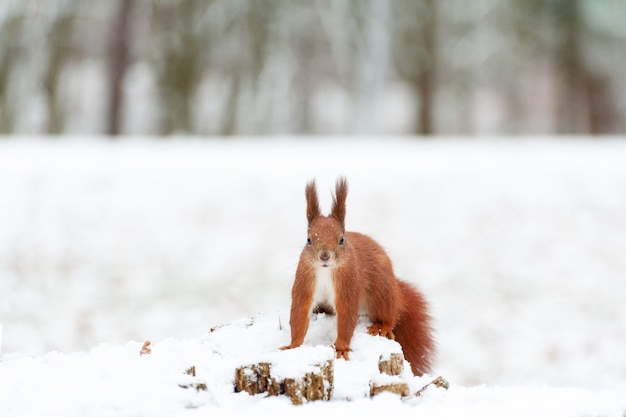 Foto retrato de ardilla sobre nieve blanca