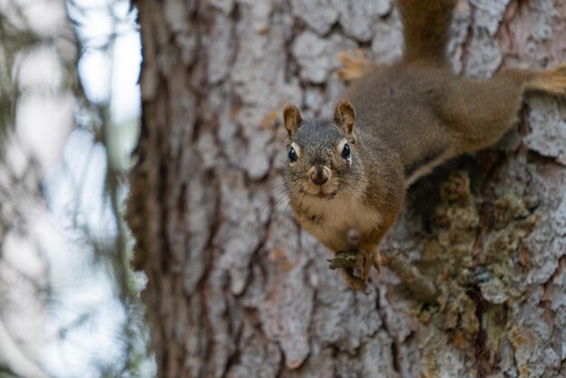 Retrato de ardilla en el tronco de un árbol