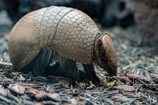 Retrato de un armadillo