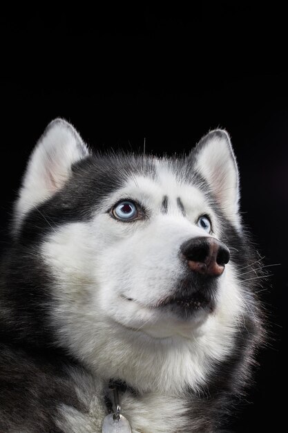 Retrato artístico de estudio de un hermoso perro husky con ojos azules