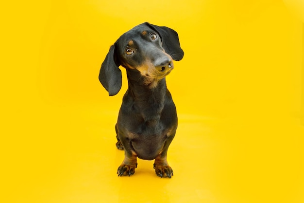 Retrato atento cachorro teckel inclinando la cabeza lateral aislado sobre fondo de color amarillo