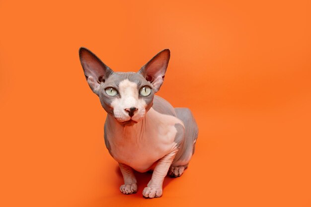 Foto retrato atento gato sphynx acostado mirando a la cámara aislada sobre fondo naranja