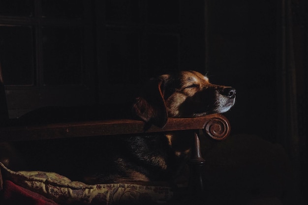 Retrato atmosférico de un perro descansando en una silla en colores naturales oscuros