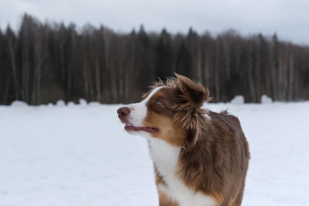 Retrato australiano de perfil de cerca Nariz de chocolate pequeña y ojos claros Perro peludo de pura sangre joven y divertido Cachorro de pastor australiano tricolor rojo caminando en el parque de invierno cubierto de nieve