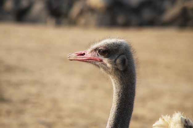 Retrato de un avestruz bajo la luz del sol en el zoológico de Colchester Inglaterra