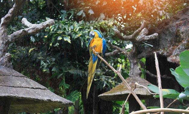 Retrato azul-amarelo do papagaio da arara.