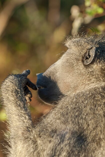 Retrato de babuino Sudáfrica