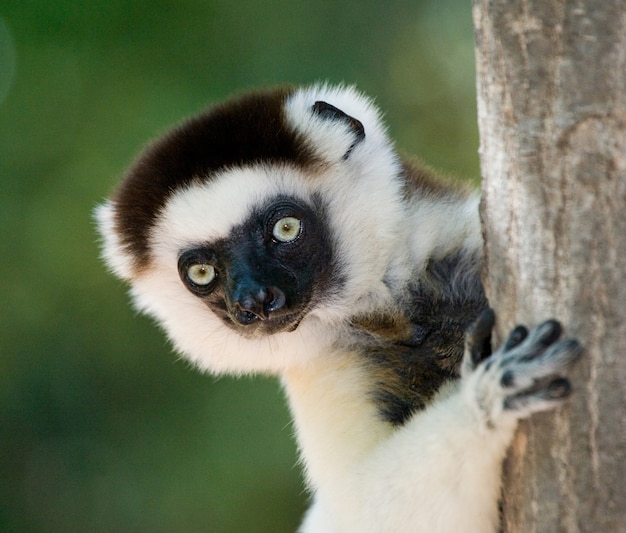 Retrato de bailar Sifaka se queda en el árbol