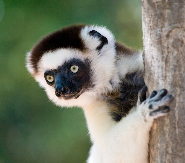 Retrato de bailar Sifaka se queda en el árbol