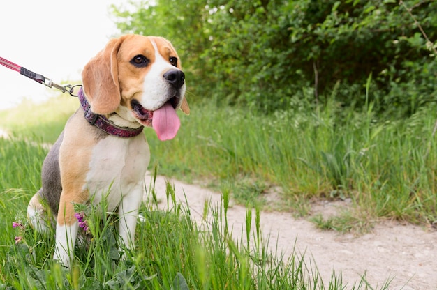 Foto retrato de beagle adorable disfrutando de caminar