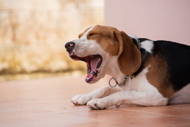 Retrato de beagle cachorro lindo