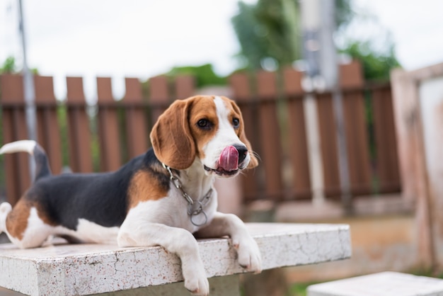 Retrato de beagle cachorro sobre la mesa