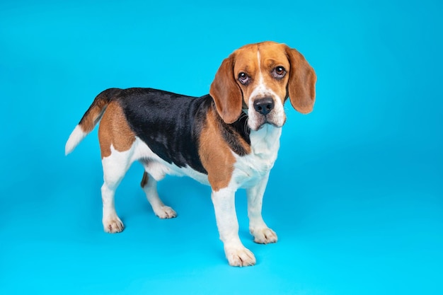 Retrato de un beagle mirando a la cámara sobre un fondo azul.