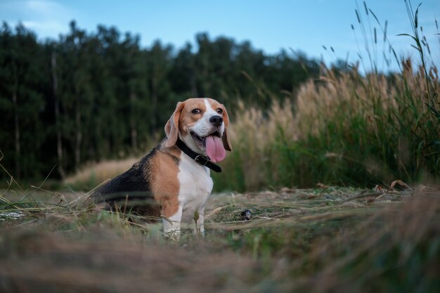 Retrato de un Beagle en un paseo nocturno en el campo de verano