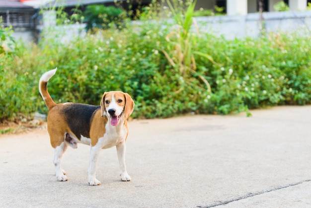 Retrato de Beagle