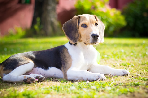 Retrato de beagle