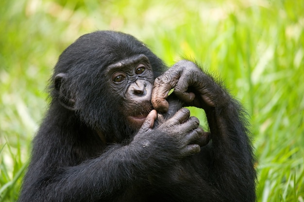 Retrato de un bebé bonobo. República Democrática del Congo. Parque Nacional Lola Ya Bonobo.