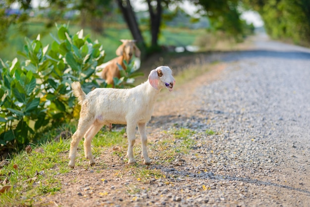 Retrato de bebé cabra en la carretera