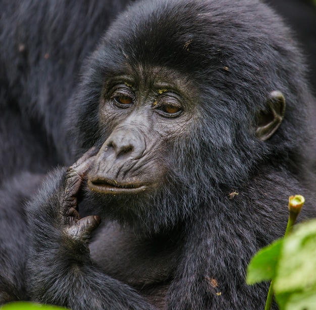 Retrato del bebé gorila de montaña. Uganda. Parque Nacional del Bosque Impenetrable de Bwindi.