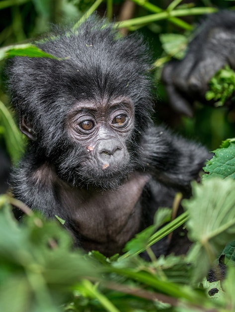 Retrato del bebé gorila de montaña. Uganda. Parque Nacional del Bosque Impenetrable de Bwindi.