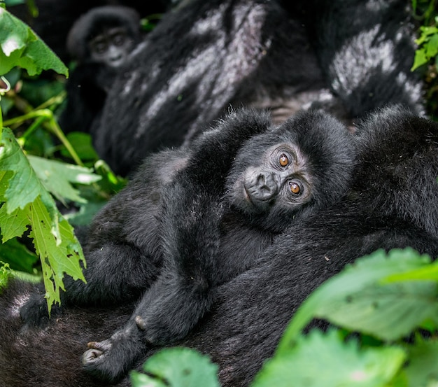 Retrato del bebé gorila de montaña. Uganda. Parque Nacional del Bosque Impenetrable de Bwindi.