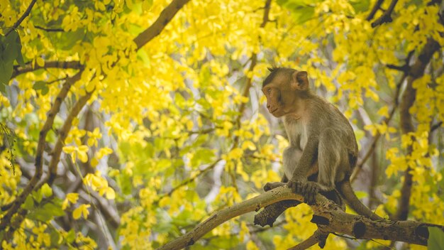 Retrato bebé macaco en una rama de árbol de Cassia fístula en Tailandia Sudeste asiático Flores amarillas del concepto de fondo de felicidad de primavera