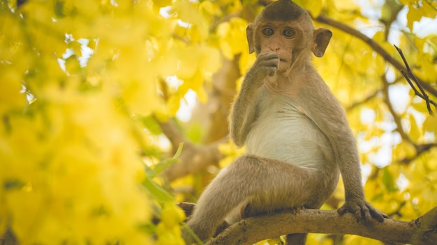 Retrato bebé macaco en una rama de árbol de Cassia fistula