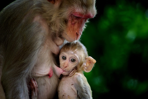 Retrato de un bebé mono macaco Rhesus en los brazos de su madre bebiendo leche, tan lindo y adorable