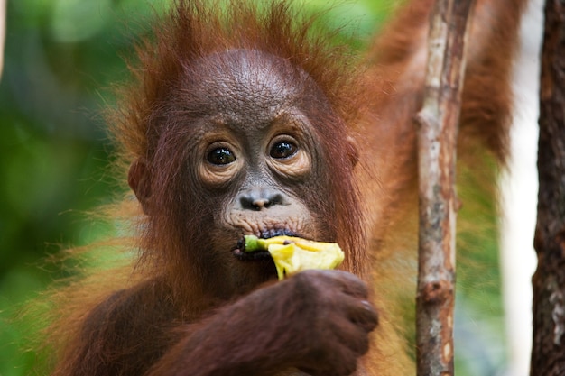 Retrato de un bebé orangután. De cerca. Indonesia. La isla de Kalimantan (Borneo).