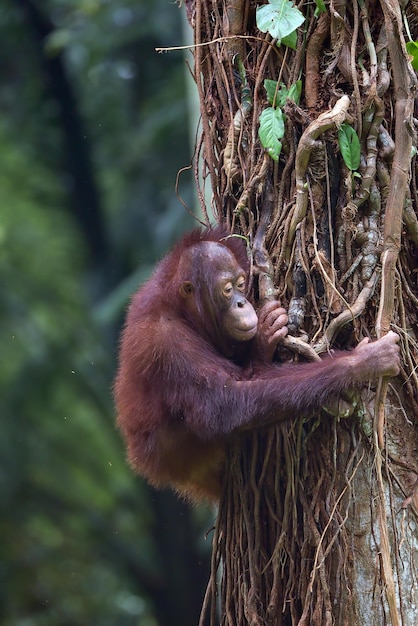 Retrato de un bebé orangután