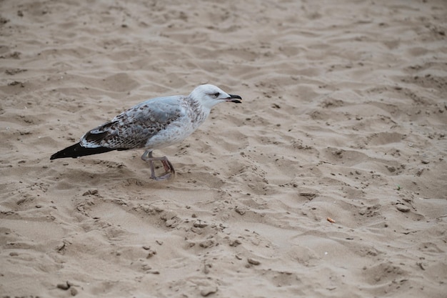 Retrato de belleza de la gaviota en la playa de arena en Italia. encontrar comida