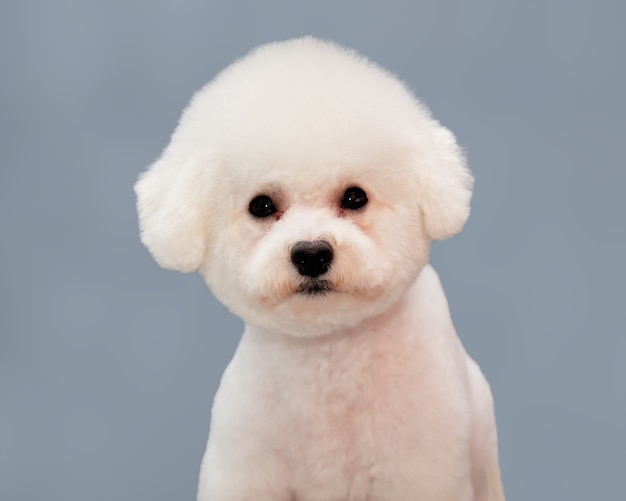 Retrato de Bichon frise sobre un fondo gris