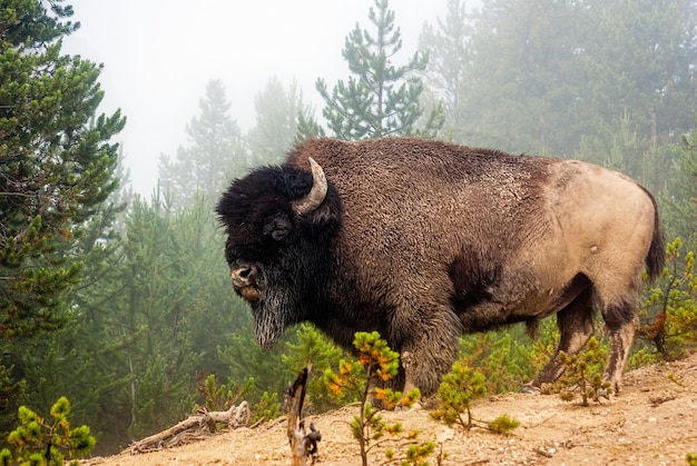 Retrato de un bisonte en el bosque
