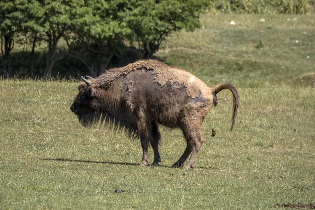 Retrato del bisonte europeo en verano evacuando