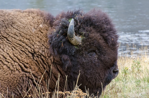 Retrato de un bisonte que se establecen cerca del río Madison en el Parque Nacional de Yellowstone