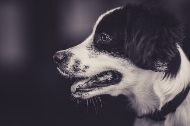 Retrato en blanco y negro de un cachorro feliz