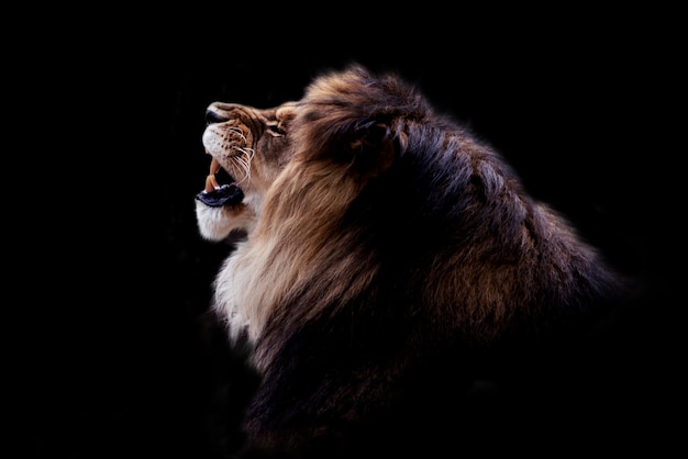 Retrato en blanco y negro de un hermoso León macho sobre fondo negro. Foto de animal de mal humor oscuro.