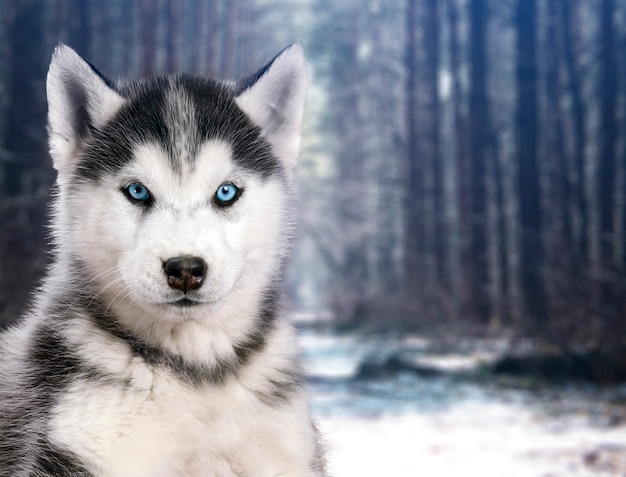 Foto retrato blanco y negro perro husky en el fondo del bosque de invierno