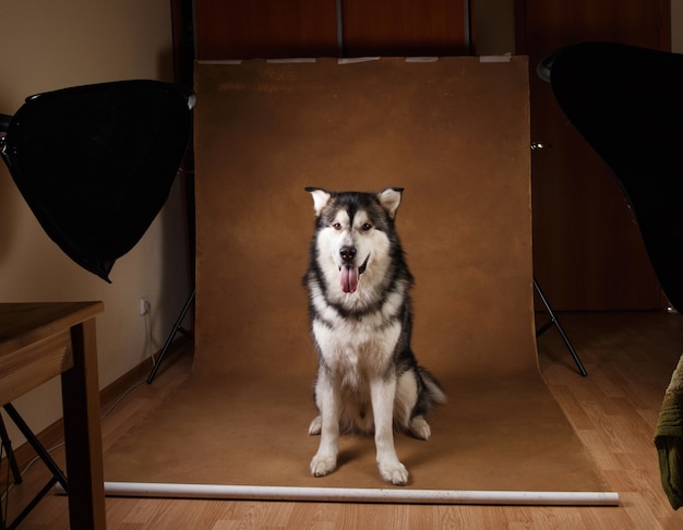 Retrato de blanco y negro perro de raza malamute de alaska de pie en el estudio