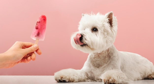 Retrato bom cão cachorro comendo sorvete West highland white terrier crop em fundo rosa