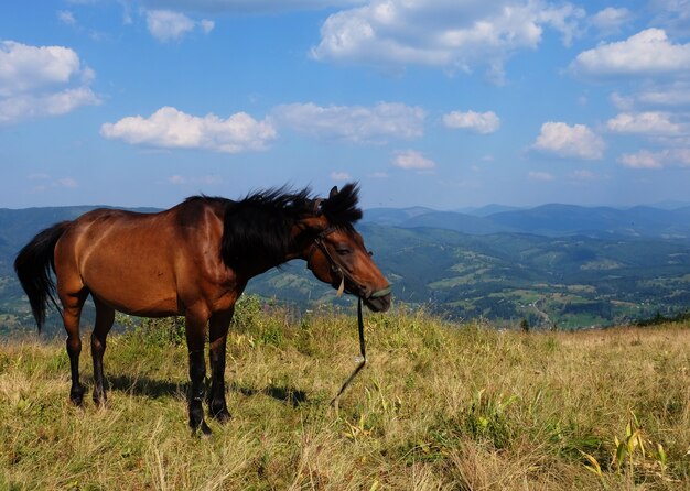 Retrato de bonito caballo, al aire libre