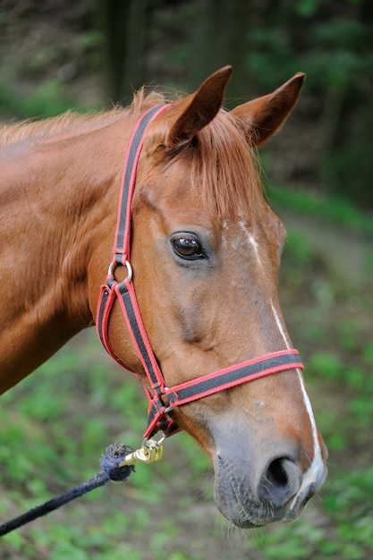 Retrato de bonito caballo árabe