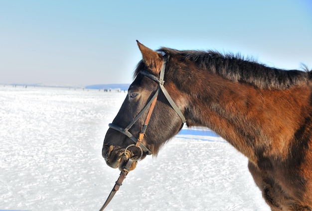 Retrato de bonito caballo en la nieve