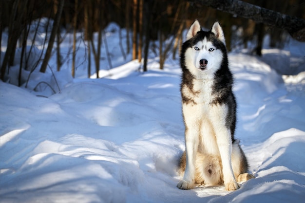 Retrato bonito cão husky siberiano no espaço de cópia da floresta ensolarada evining